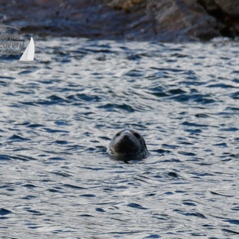 grey seal