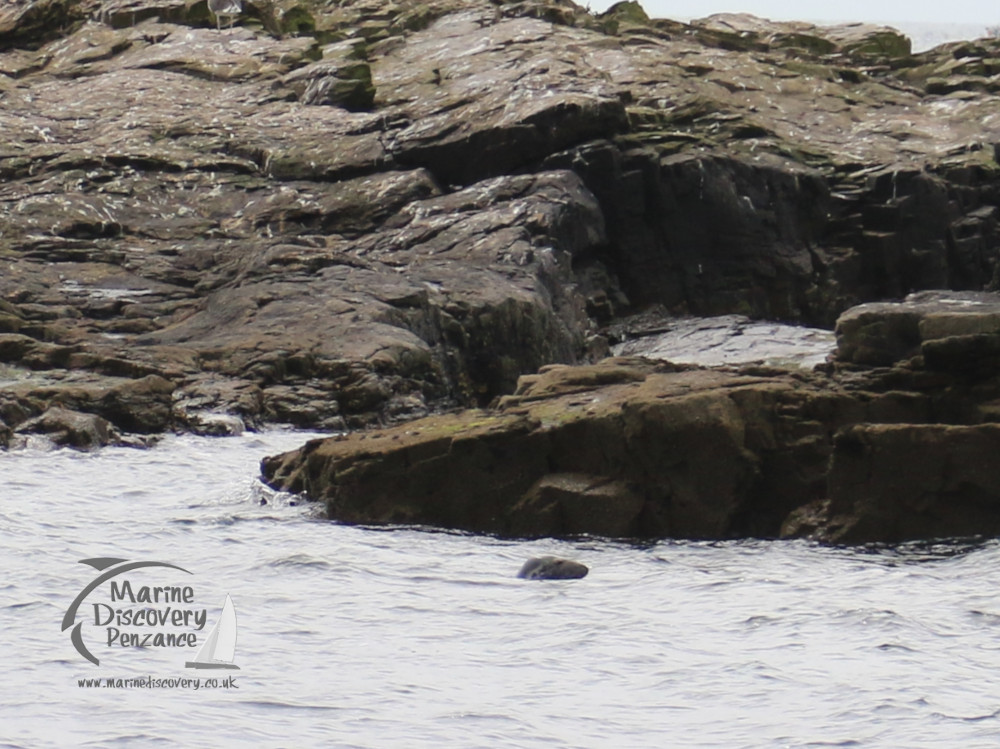 grey seal