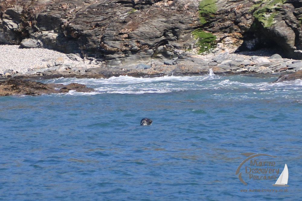 grey seal at Cudden