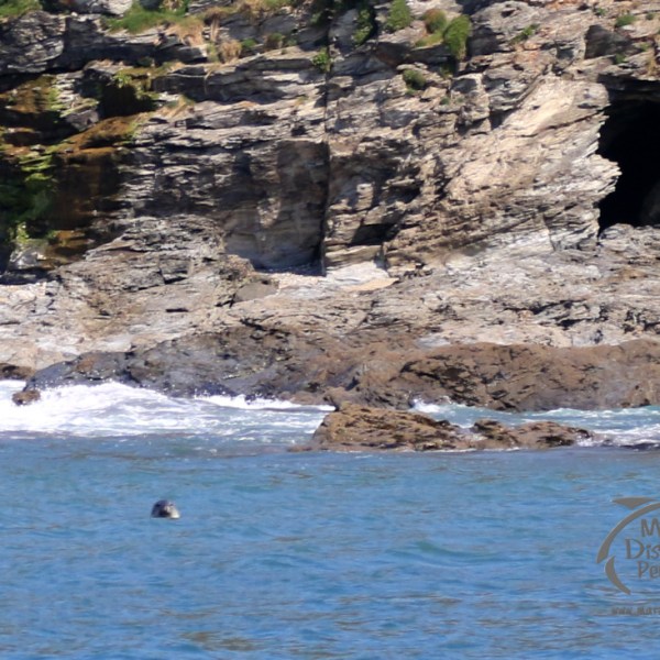 grey seal at Cudden