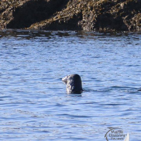 grey seal in water