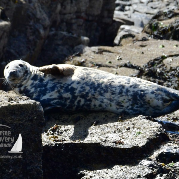 grey seal