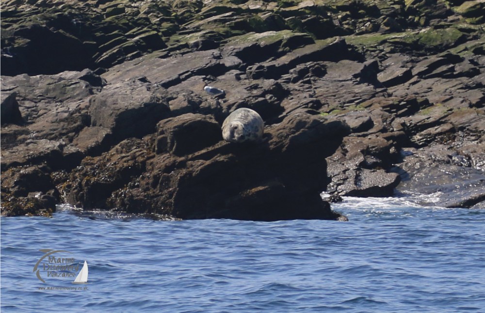 grey seal