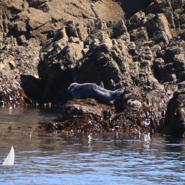 grey seal