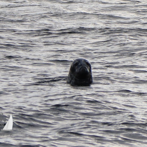 grey seal