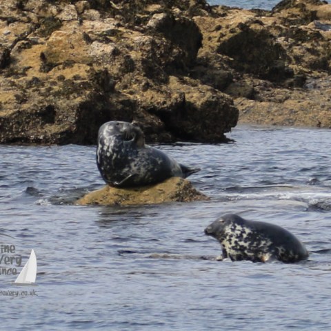 grey seals