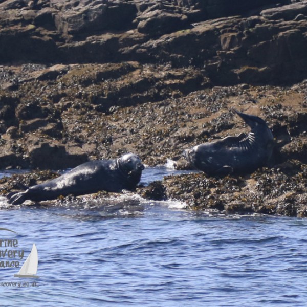 grey seals