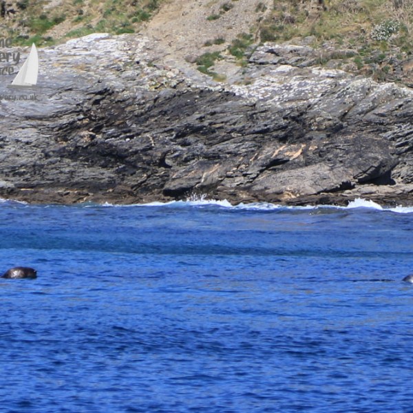 grey seals