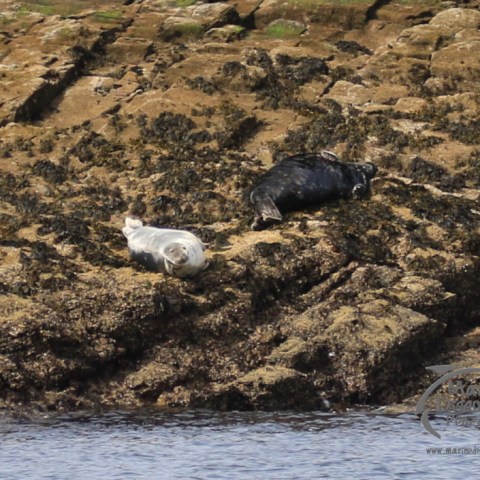 grey seals