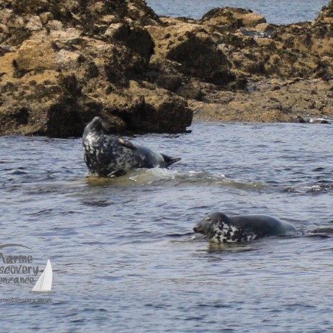 grey seals