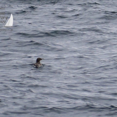guillemot with sandeel