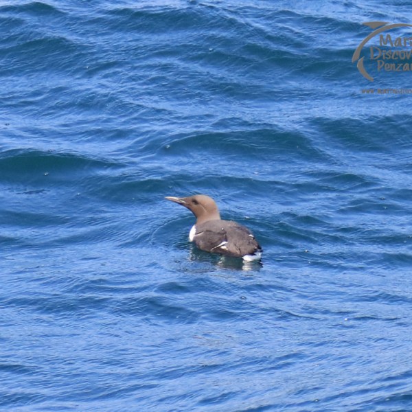 guillemot