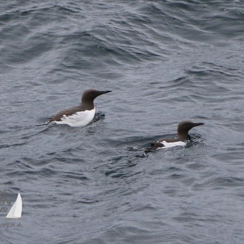 guillemots