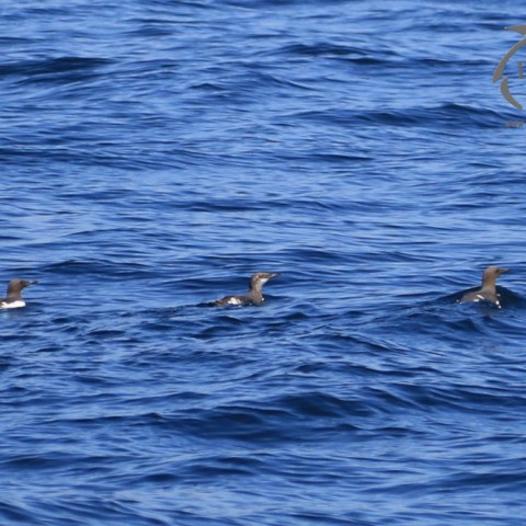 guillemots