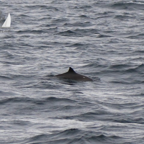 harbour porpoise