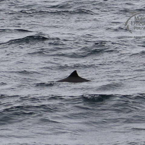 harbour porpoise
