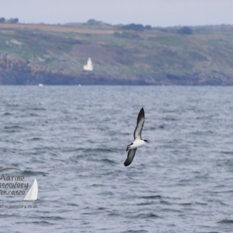 manx shearwater