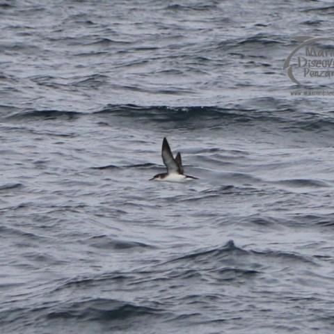 manx shearwater