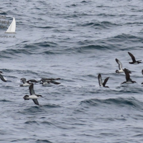 manx shearwaters