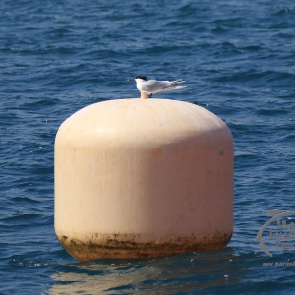 sandwich tern