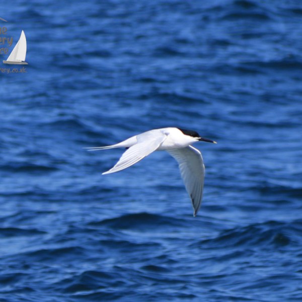 sandwich tern