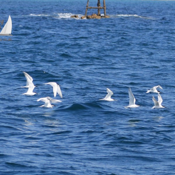 sandwich terns