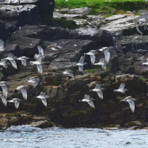 whimbrels and curlews