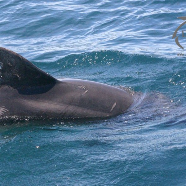 Cookie bottlenose dolphin