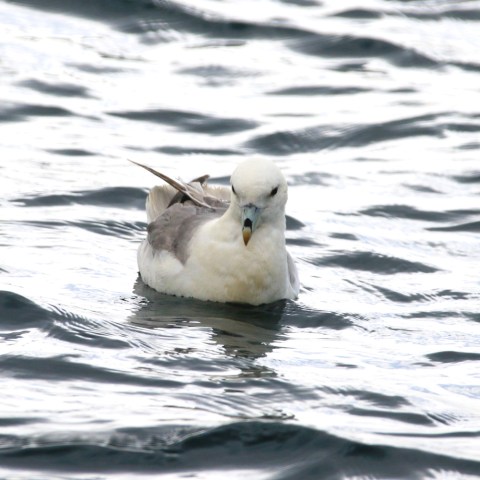 Fulmar
