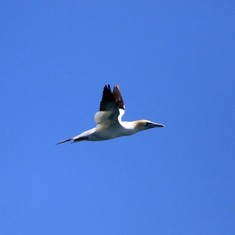 Gannet