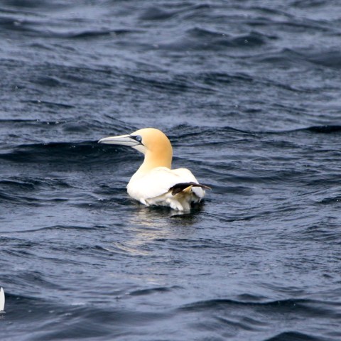 Gannet