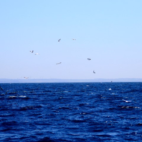 Gannets feeding