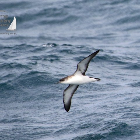 Manx shearwater