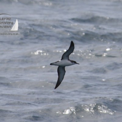 Manx shearwater