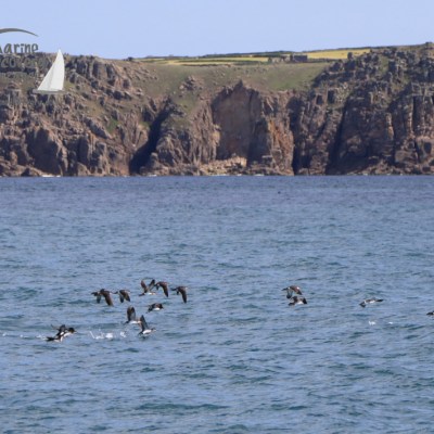 Manx shearwater