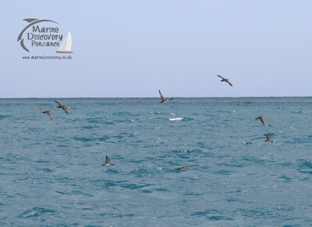 Manx shearwaters