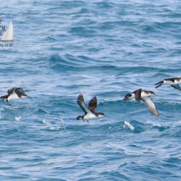 Manx shearwaters flying