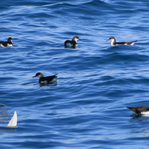 Manx shearwatersof water