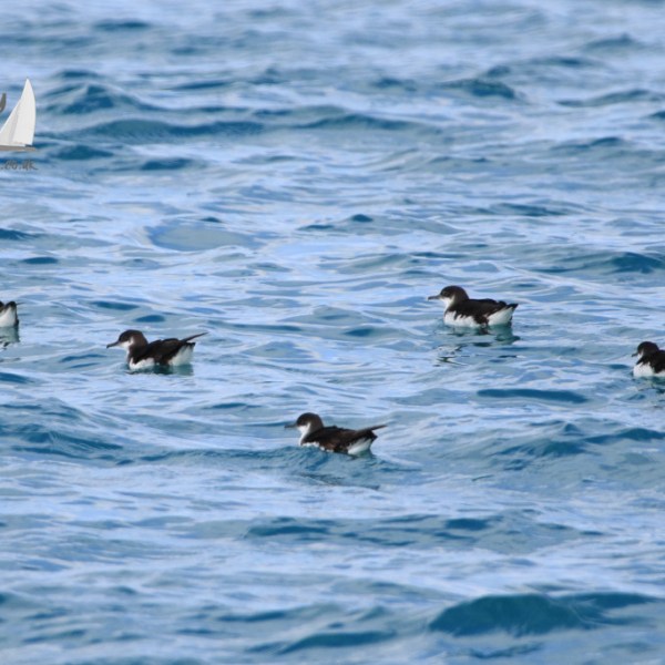 Manx shearwaters
