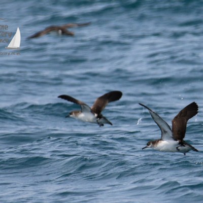 Manx shearwaters