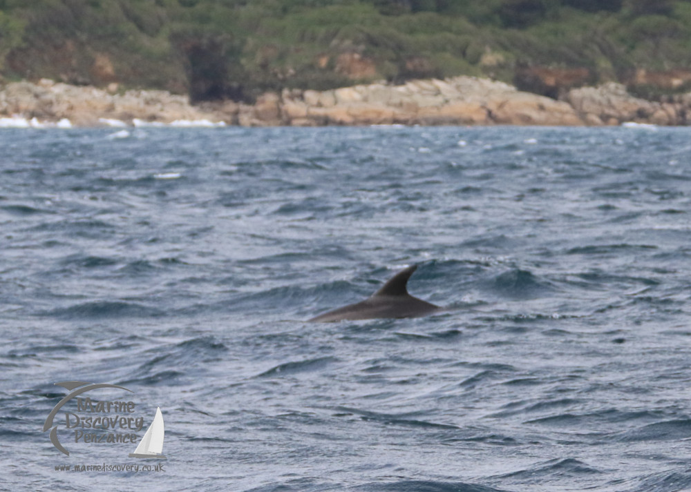 Risso's dolphin