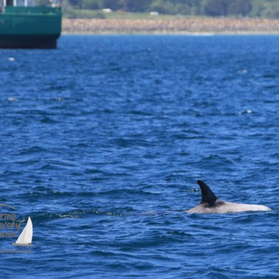 Risso's dolphin and ship