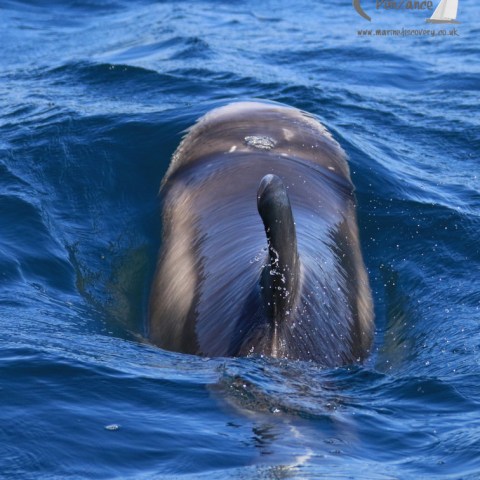 Risso's dolphin back