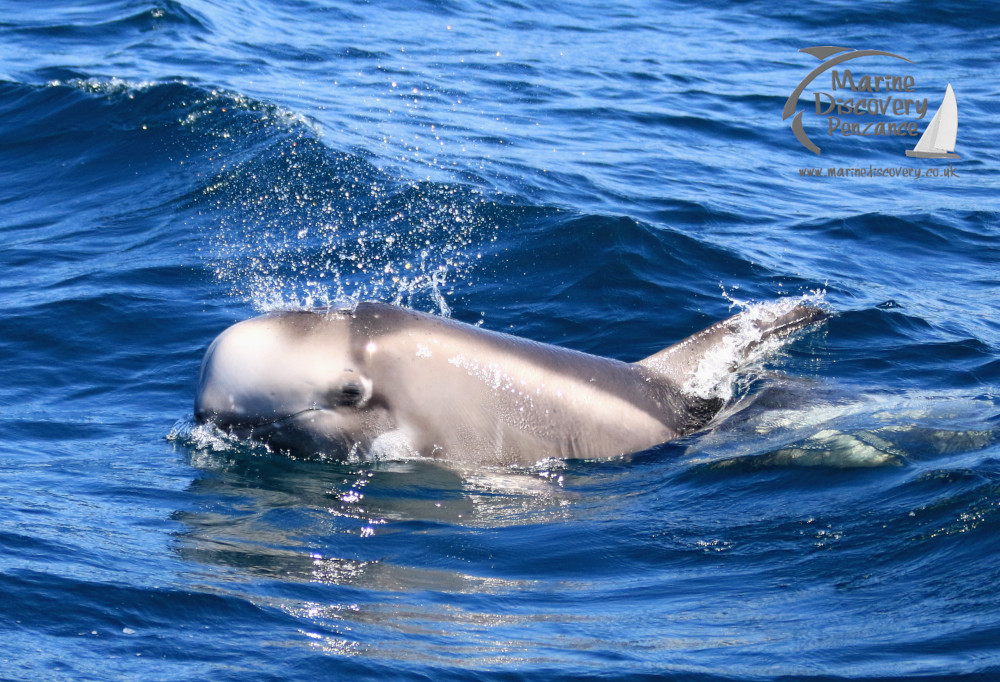 Risso's dolphin face