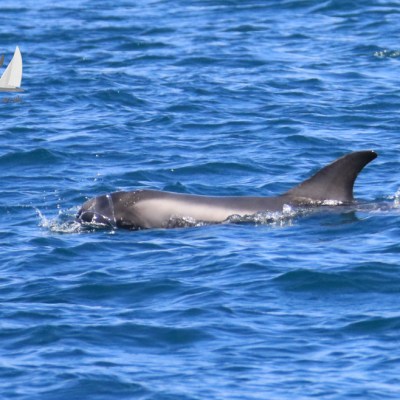 Risso's dolphin juvenile