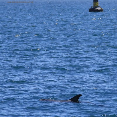 Risso's dolphin passing buoy