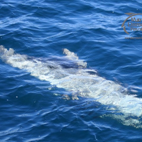Risso's dolphin underwater