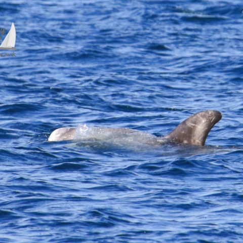Risso's dolphin