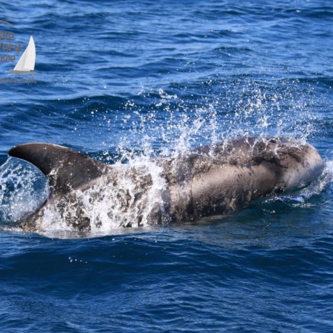 Risso's dolphin