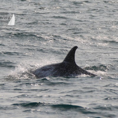 Risso's dolphin